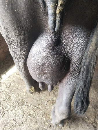 2 ભેંસ વેચવાની છે