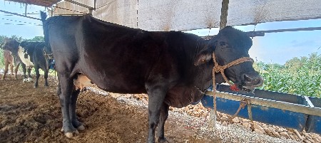 કોસ ગાય