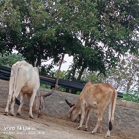 બળદ વેશવાના છે