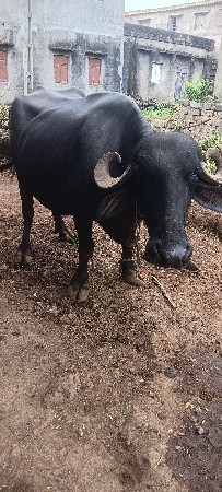 ભેંસ વેચવાની છે 3 જુ વેતર છે