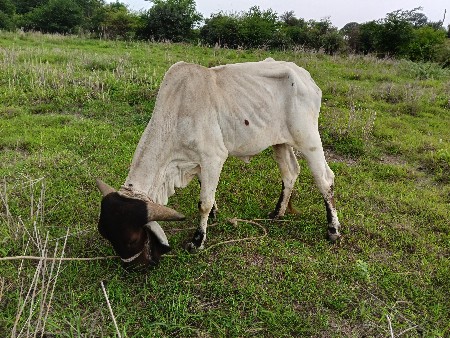 હોડકી વેચવાની છે