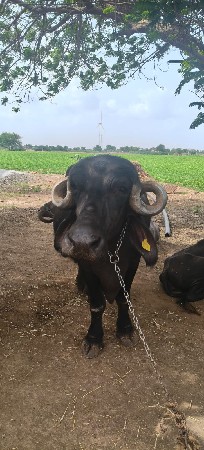 ભેસ