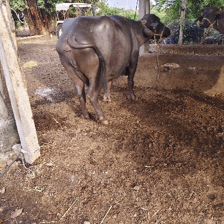 વેતર 3