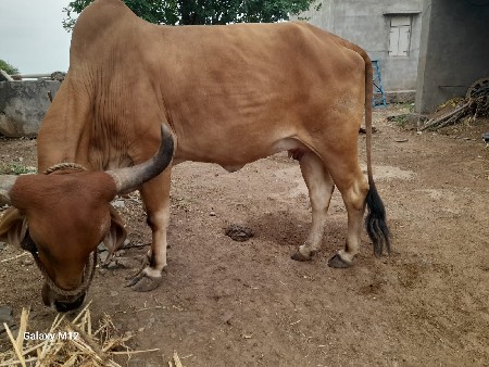 ગાય પેલુવેતર વિયાશે એક મહિના મા