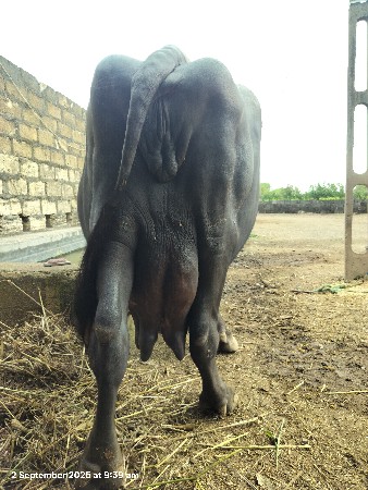 ભેંસ વેસવાની છે
