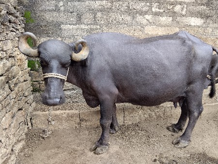 ભેસ વેચવાની છે