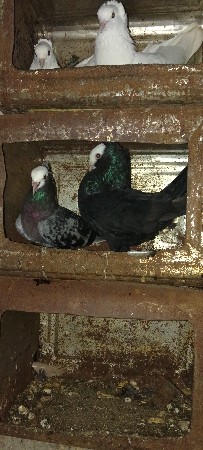 મુખી કબુતર ની જોળી વેચવાની છે