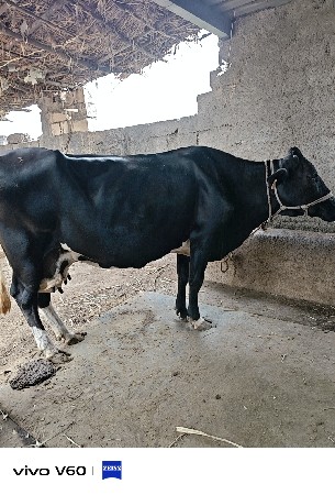 ગાય વેચવાની છે