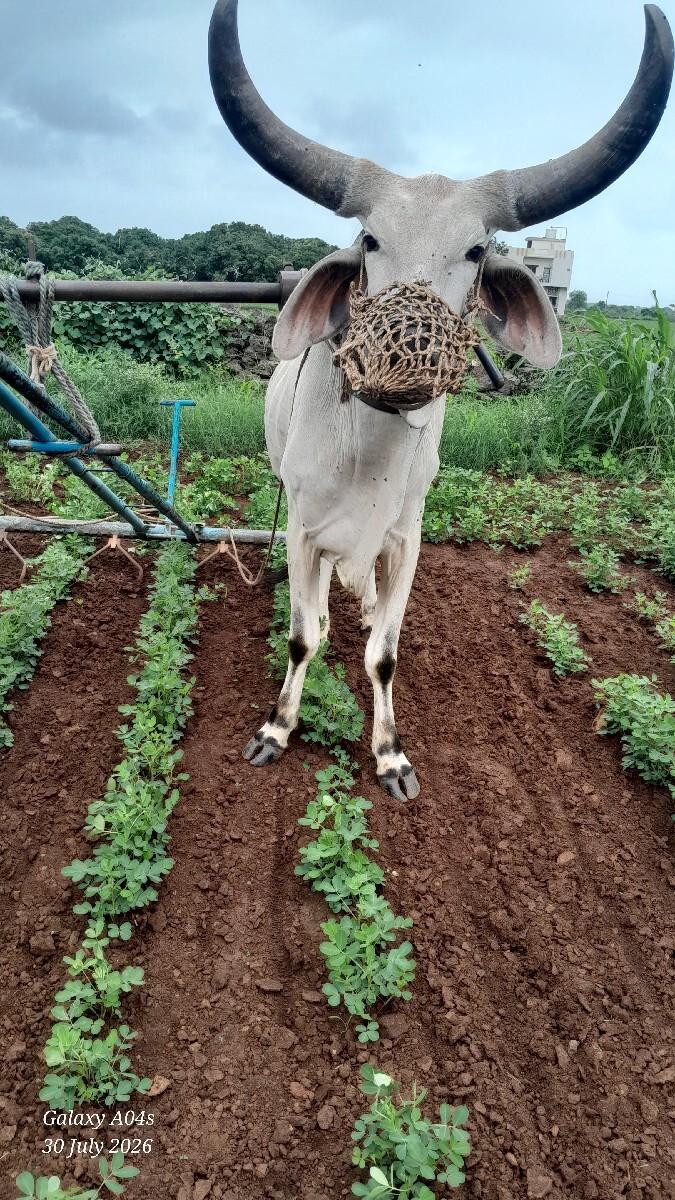 પેલી ધર
