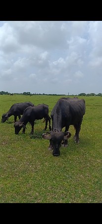 ભેંસ વેચવાની છે બીજું વેતર વ્યાસે