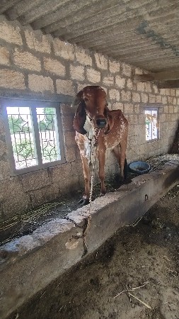 ૩ વર્ષ ની હોડકી વેચવાની છે