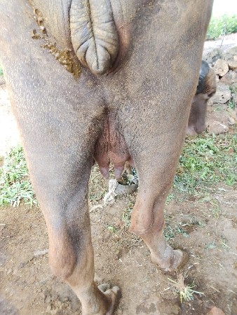 આ ભેંસ. વેચવાની છે