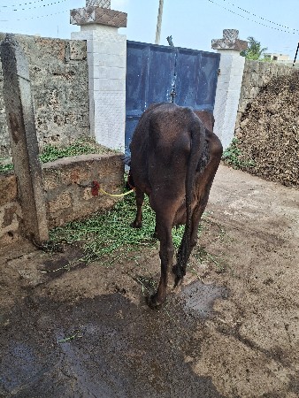 ગીર  કોસ  ગાય  વેચવાની છે