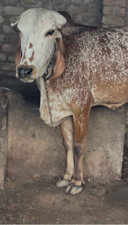 પેલું વેતર વાછડી