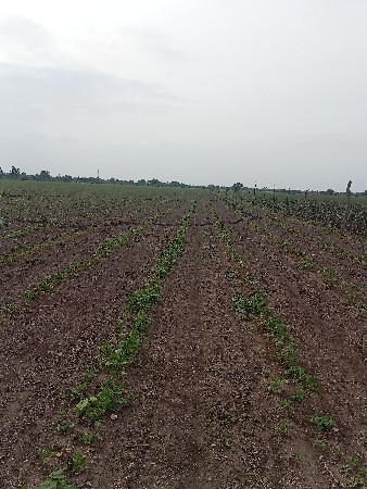 ખેતીની જમીન વેચવાની છે