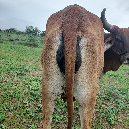 હોડકી વેચવાની છે