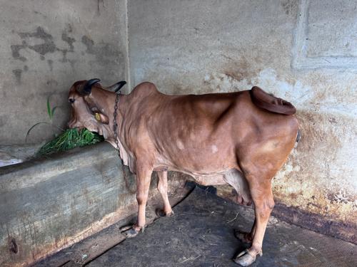 ગાય 🐄