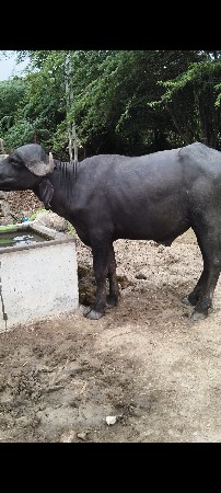 પાડો વેચવાનો છે