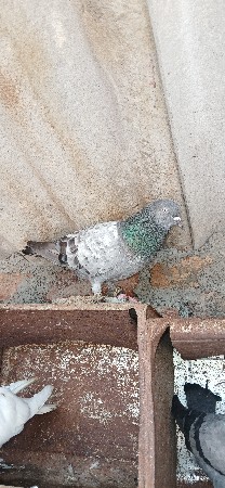 ચટાયદાર મેલ વેચવાનો છે