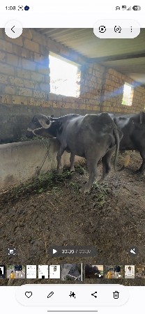 pelu vetar vechvani che