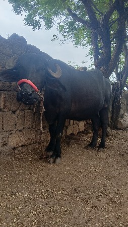 ભેંસ વેચવાની છે