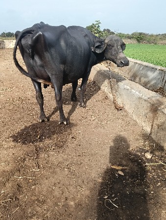 bhes vechavani che