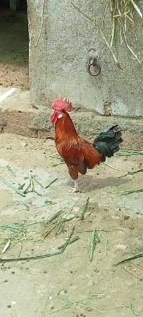 દેશી મુરઘો