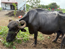 Vechva ni chhe …