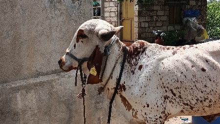 ગીર લીલડી ગાય દેવાની છે