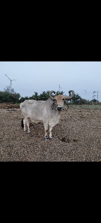 બળદ વેચવાના છે