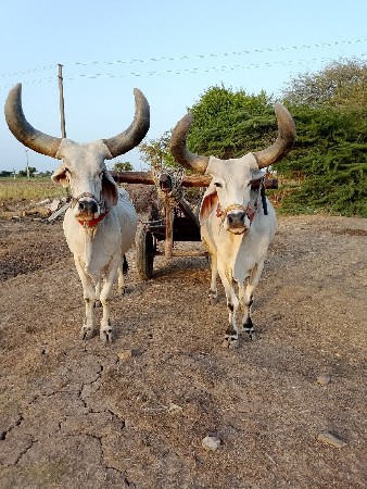 આ બરઘ વેચવાના છે