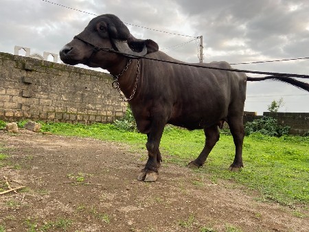 વેસ નાની છે