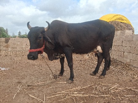 વેસવાનીસે