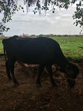 વેચવાનો છે