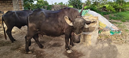 ભેંસ વેચવાની છે