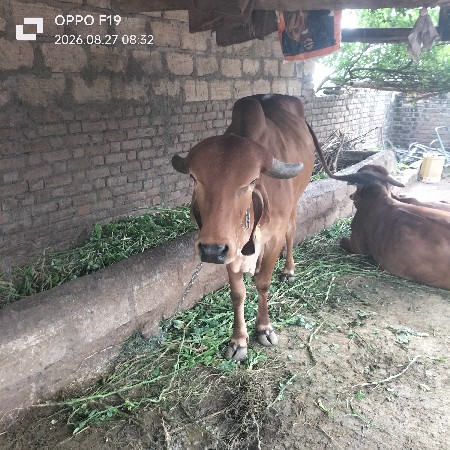 આ ગાય વેચવાની છે