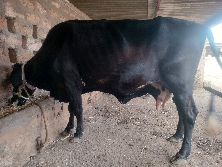ગીર કોર્ષ ગાય વેચવા ની છે વેતર ૩ જુ