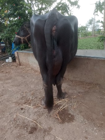 4 વેતર છે સાંજે સવાર ભેસ છે