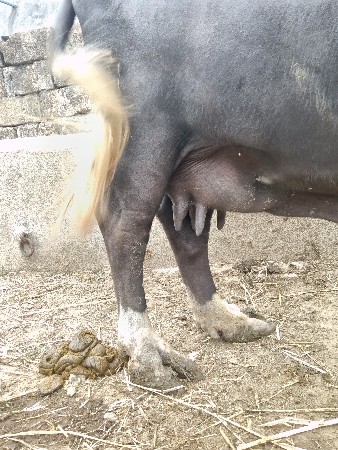 ભેંસ વેસવાની સે