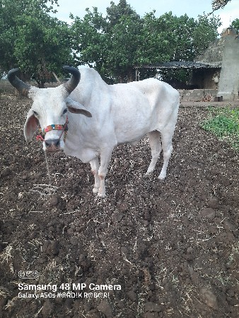 વઢીયારો બળદ વેચવાનો છે 3 ધરનો..