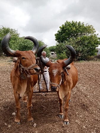 વેચવાના છે