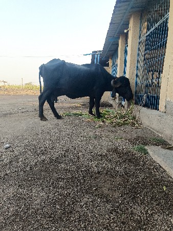 bhes vechavani che

ભેંસ વેચવાની