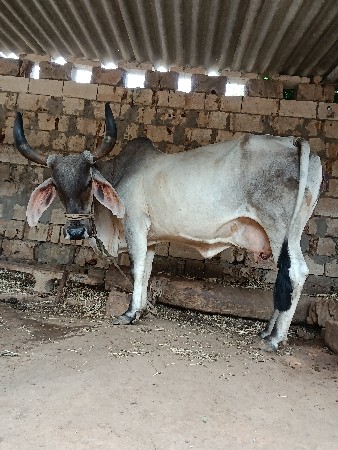 ગાય વેચવાની છે