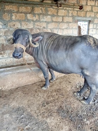 વેચવાની છે