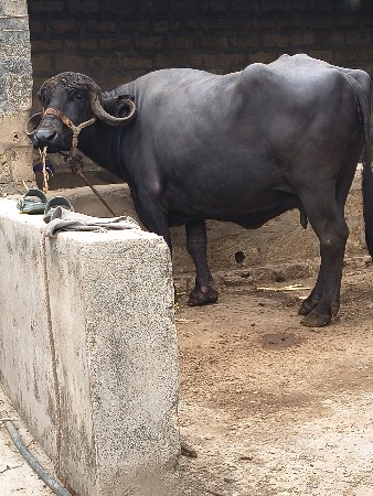 ભેસ વેસવા ની સે