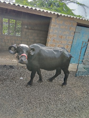 20 દીવસની કાશી