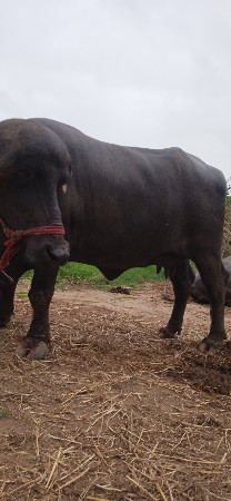 ભેંસ વેચવાની છે