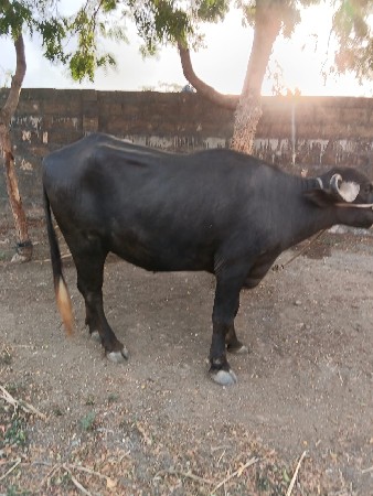 ખદેલિ વેચવાનિ છે 2