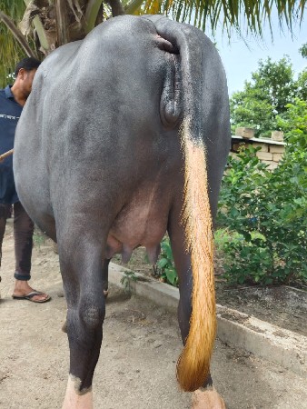 ભેંસ વેચવાની છે