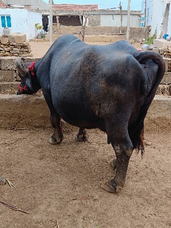 ભેંશ વેચવા ની છે
